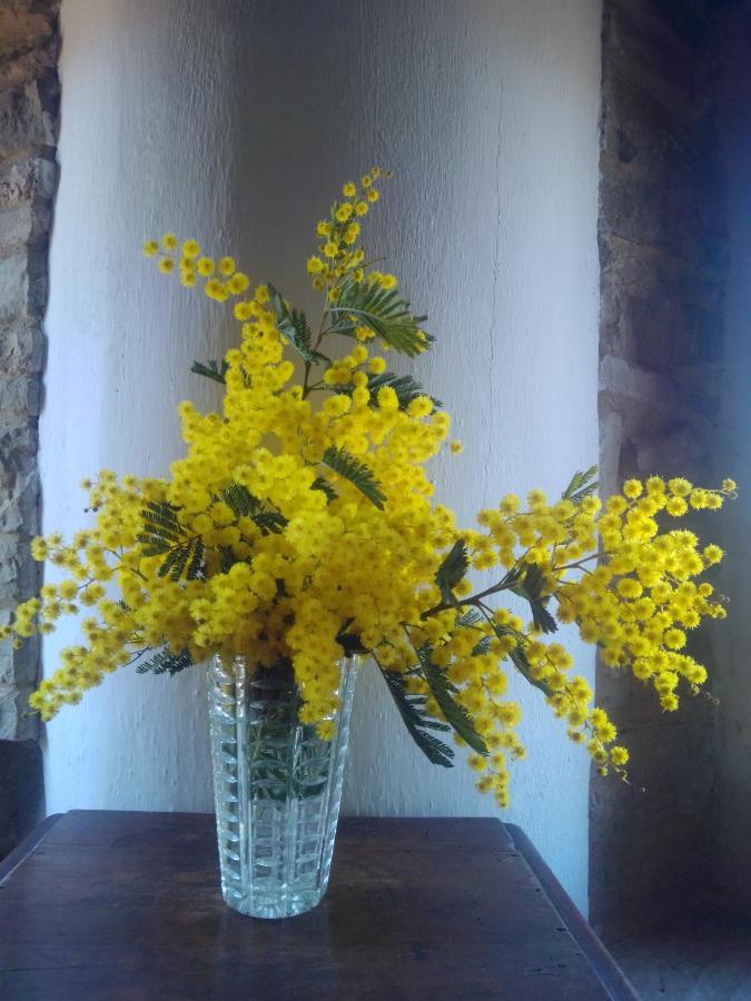 مبيت وإفطار Cupramontana Cascinale La Mimosa المظهر الخارجي الصورة